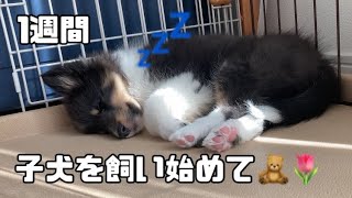 One week since we adopted our first Sheltie🐶🎀