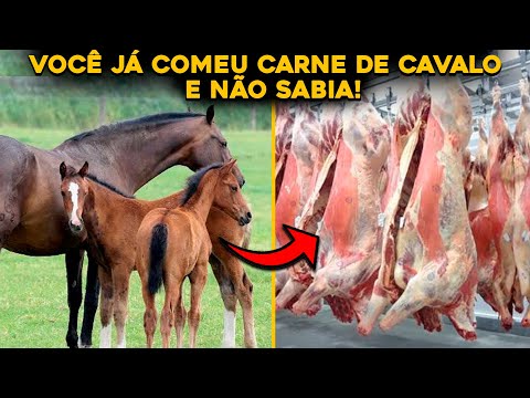 , title : 'CONHEÇA O MAIOR FRIGORÍFICO DE CAVALOS DO BRASIL - INACREDITÁVEL!'