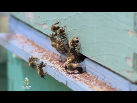 Al Jazeera Business - 30.07.2016.