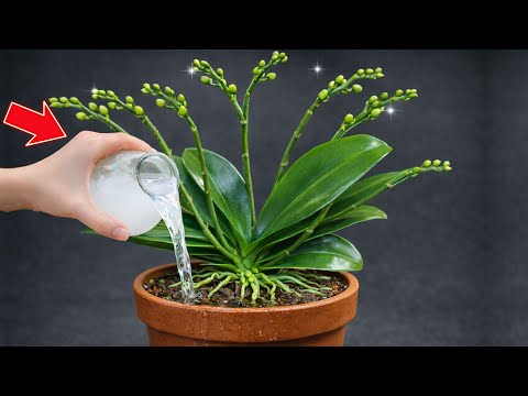 Just Sprinkle This on Top! Orchids with No Flowers Suddenly Bloom