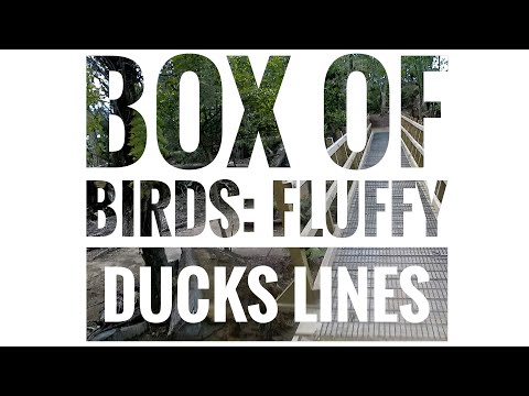 Box of Birds - Fluffy Duck Lines - Mountain Biking Rotorua