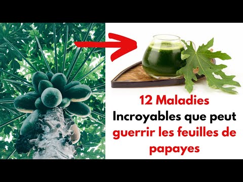 , title : '12 Maladies incroyables que vous pouvez soigner avec les feuilles de papayes'