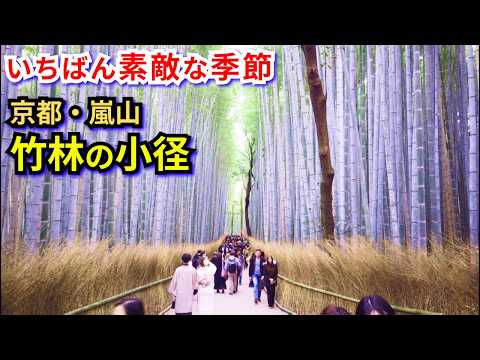 京都嵐山・竹林の小径🌿🌏外国人が選ぶ絶景！✨紅葉見頃で世界遺産級の癒し💚🎋