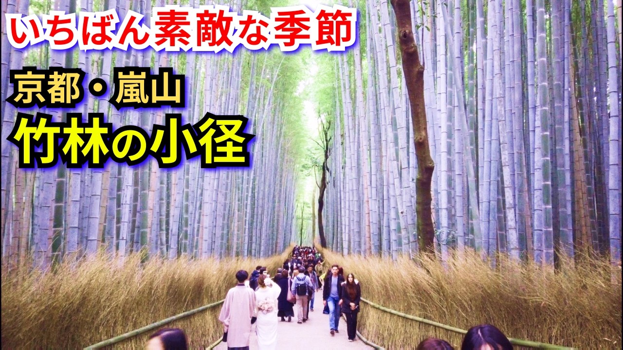 嵐山・竹林の小径を歩いた動画