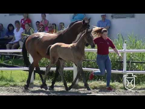 Hengstfohlen von Colman - Contender - Carpaccio