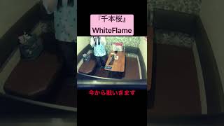 Download lagu 戦系歌ってみた#千本桜 #whiteflame #黒うさp #shorts #歌ってみた #カラオケ #cover #fyp mp3