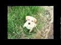 Cute Golden Labrador Puppies