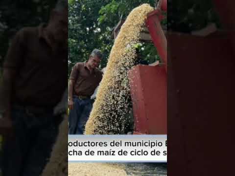 Reporta Yosmara Pérez Yaracuy: en Bolívar inician la cosecha de maíz de ciclo de siembra 2025