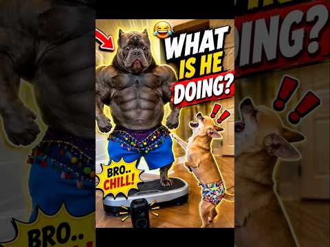 😂 Buff Dog vs Tiny Dog #Shorts #funnydogs