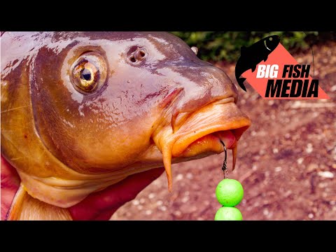 Karpfenangeln - Welche Boilies fangen besser?