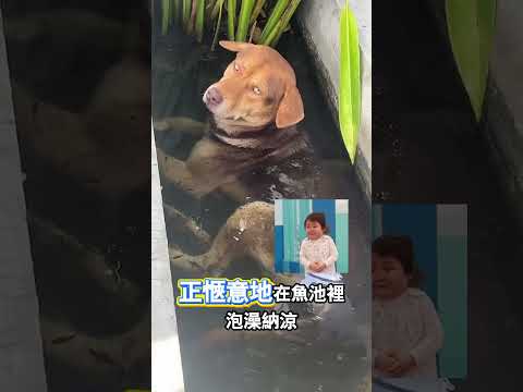 泡澡被抓包的尷尬小狗