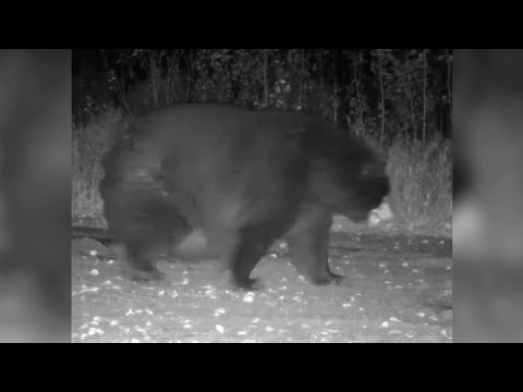 Vollgefressen und bereit für den Winterschlaf: Sehr dicker Bär schleppt sich an Wildkamera vorbei