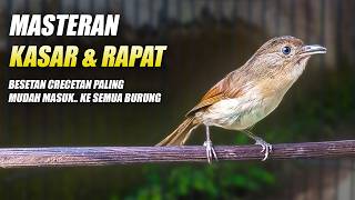 Download lagu MASTERAN KASAR SPEED RAPAT!! BURUNG FLAMBOYAN GACOR NEMBAK NYERECET NGEBREN NGEROL BESETAN PANJANG mp3