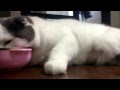 My Cat is Lazy 