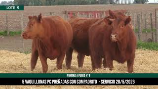 5 Vaquillonas PC Preñadas - Los Choles - Plaza Ganadera