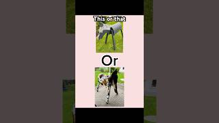 This or that #holzpferd #woodenhorse #ponymalta #equestrian #horse #viral #fyp #pony #thisorthat