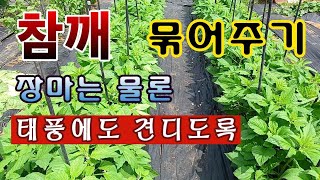[텃밭농부. 1,130]  참깨를 태풍에도 꺾이지 않도록 묶어 주는 방법 #참깨재배