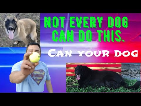 K9 training with belgian  malinois - lab, training on four drug odor's