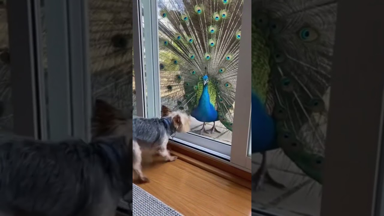 Yorkie vs Peacock 🦚🐶 | Tiny Dog Meets Giant Bird! Funny & Cute Dog Reaction #Shorts