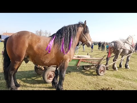 Armăsarii lui Valentin Biga de la Apalina - Reghin 2022