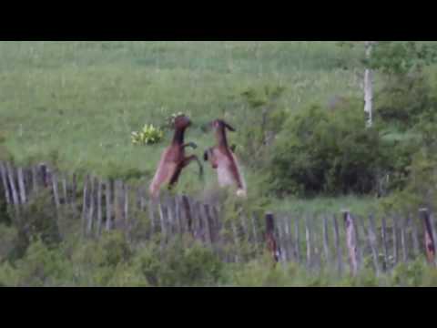 Put Up Your Dukes...an elk fight