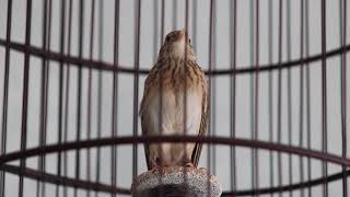 Download lagu SANMA NGACOR BONGKAR ISIAN mp3