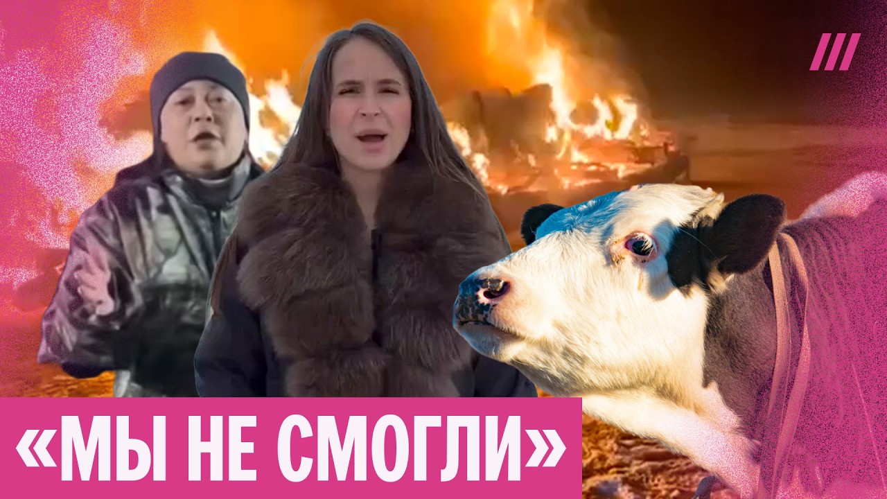 Как власти сломали фермеров. Массовый забой скота в Сибири