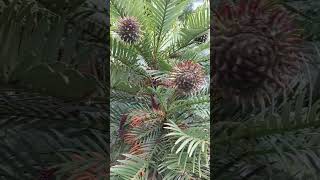 Bella Maison Pine Tree Video