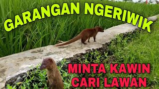 Download lagu GARANGAN NGERIWIK CARI LAWAN || SUARA PIKAT DAN PANCINGAN GARANGAN LIAR BAKAL DATANG - Masteng nex mp3