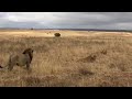 Young Male Lions Caught Trespassing