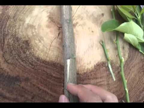 Grafting Citrus Demonstration