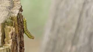 Green caterpillar crawling close up | Royalty free footage