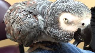 African Grey parrot with pneumonia and dyspnea