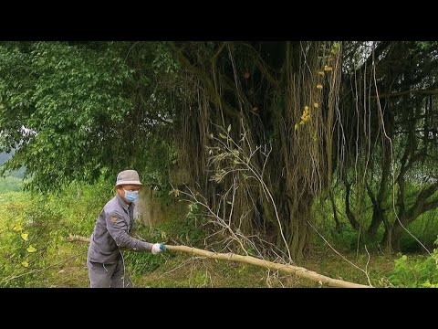 The Haunted Ghost on the Big Banyan Tree - Chopping Down the Haunted Tree
