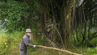 The Haunted Ghost on the Big Banyan Tree - Chopping Down the Haunted Tree