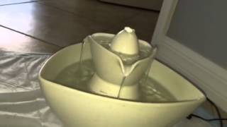Protandim and Canine Health Goes to the Cats Part 2