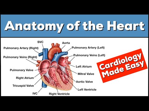 Anatomy of the Heart: Structures and Blood Flow [Cardiology Made Easy]