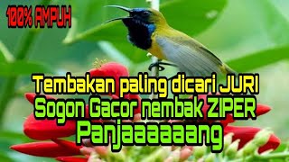 Download lagu Burung Sogon Nembak Ziper||masteran paling dicari Sogoner mp3