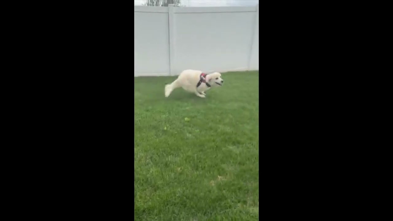 Enlarge Rocky in OH - Gentle & Affectionate, an adopted Great Pyrenees in Springfield, OH video 4/4