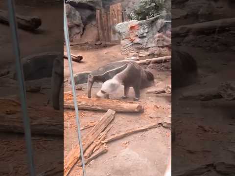 What Kind of Animal is This?😱 #viral #fypシ #nature #lol #animals #shorts #trending