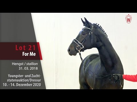 Youngster- und Zuchtstutenauktion/Dressur Lot 21 For Me Hengst v. For Romance I - Riccio