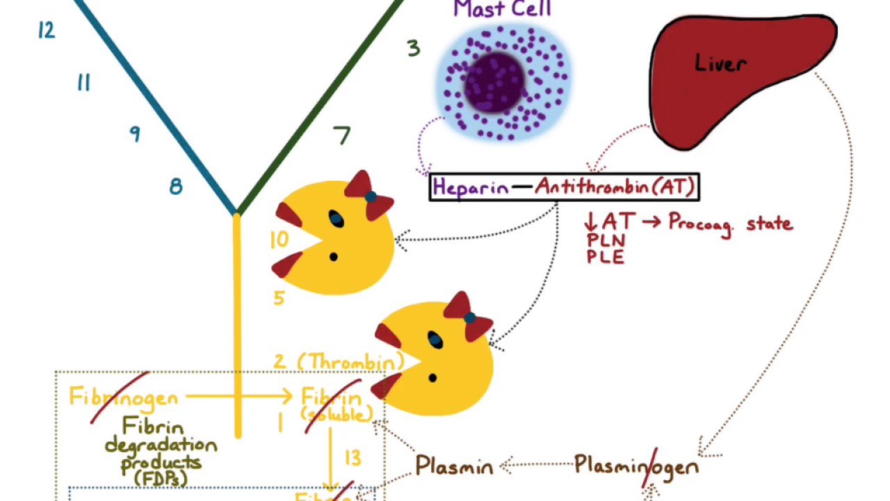 Anti-Coagulation & Fibrinolysis