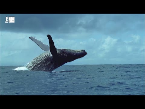 Prima ZOOM - Podmořské království 4 - keporkak