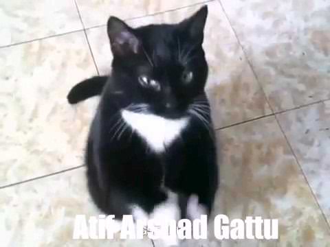 Dance of Cats on Coka Song / Atifarshadgattu