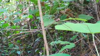 preview picture of video 'Stick insect in rainforest, Malenge Island'