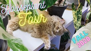 Houseplant Tour Fall 2020