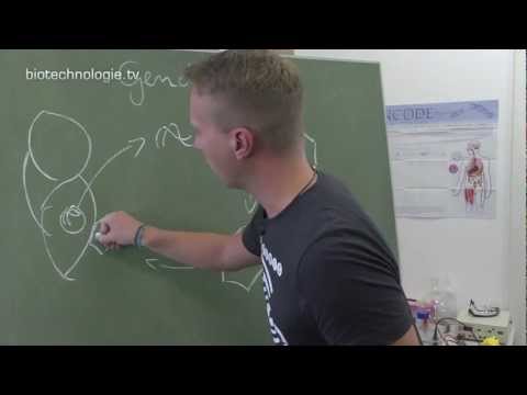 Kreidezeit 109: Gendoping