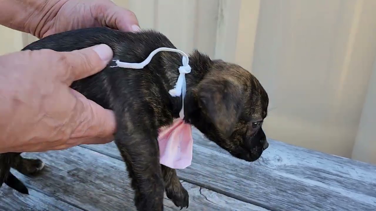 Enlarge Ebony, an adopted mixed breed in Bandera, TX video 1/4