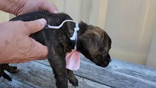 Video preview image #1 Chihuahua-Unknown Mix Puppy For Sale in Bandera, TX, USA