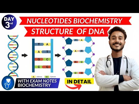 nucleotides biochemistry | dna structure biochemistry | structure of dna biochemistry